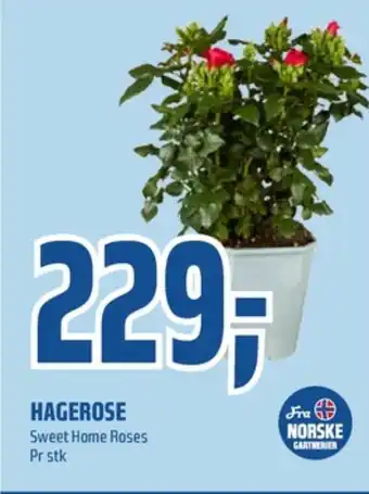 Coop Obs Ukjent plante tilbud
