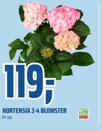 Coop Obs Ukjent plante tilbud