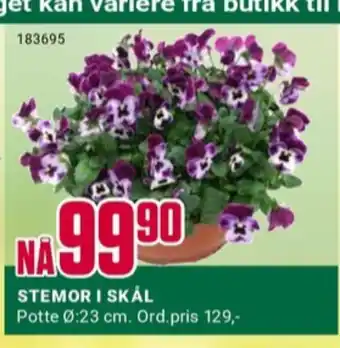 Europris Ukjent plante tilbud