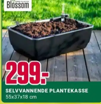 Europris Blossom plantekasse tilbud