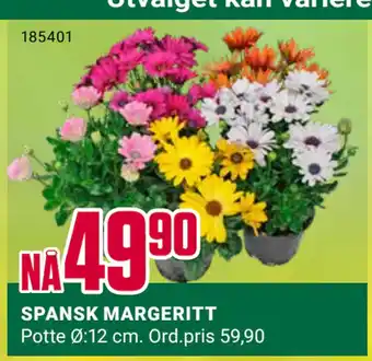 Europris SPANSK MARGERITT tilbud