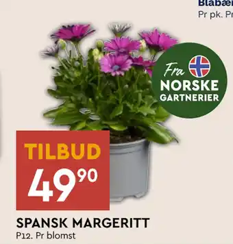 Coop Mega SPANSK MARGERITT tilbud