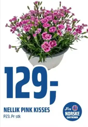 Coop Obs Ukjent plante tilbud