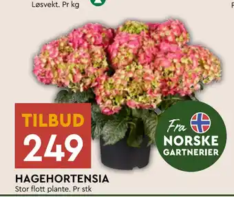 Coop Mega HAGEHORTENSIA tilbud