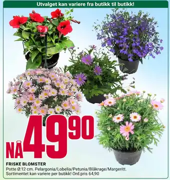 Europris FRISKE BLOMSTER tilbud