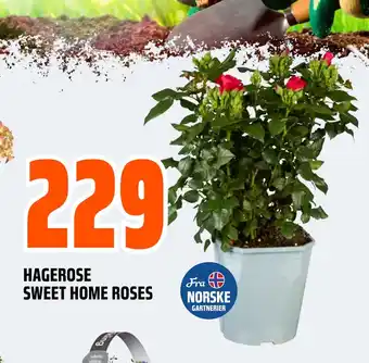 Obs Bygg HAGEROSE SWEET HOME ROSES tilbud