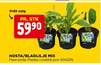 jem & fix HOSTA/BLADLILJE MIX tilbud