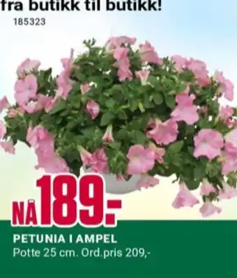 Europris Ukjent plante tilbud