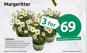 Joker Margeritter tilbud
