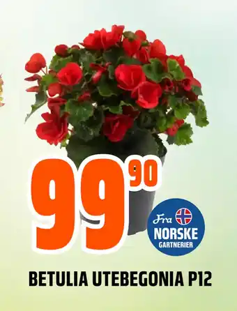 Obs Bygg BETULIA UTEBEGONIA P12 tilbud