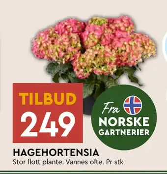 Coop Mega HAGEHORTENSIA tilbud