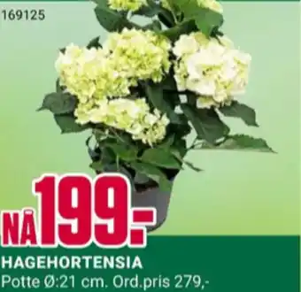 Europris Ukjent plante tilbud