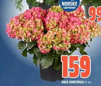 Coop Obs HAGE HORTENSIA tilbud