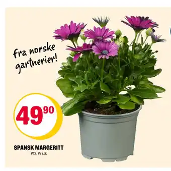 Coop Extra SPANSK MARGERITT tilbud