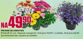 Europris FRISKE BLOMSTER tilbud