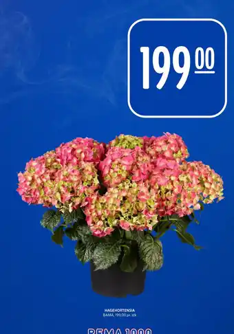 Rema 1000 HAGEHORTENSIA tilbud