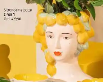 Nille Sitrondame potte tilbud