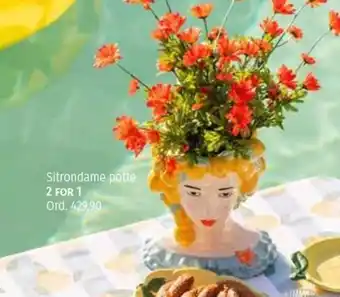 Nille Sitrondame potte tilbud
