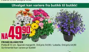 Europris Ukjent plante tilbud