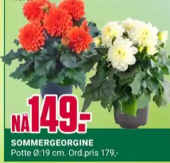 Europris Ukjent plante tilbud