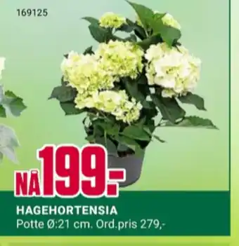 Europris Ukjent plante tilbud