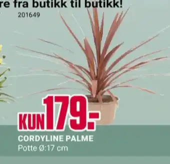 Europris Ukjent plante tilbud