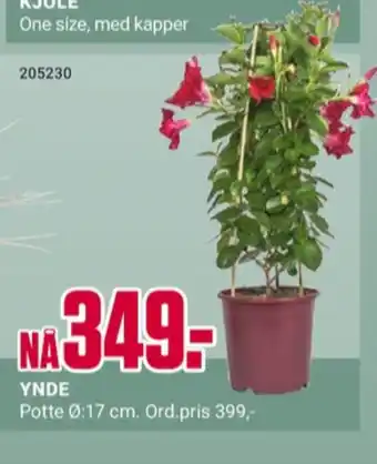 Europris Ukjent plante tilbud