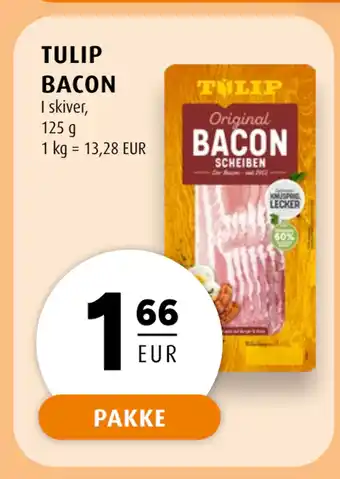 TULIP BACON