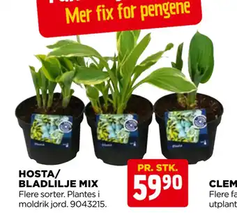 jem & fix HOSTA/ BLADLILJE MIX tilbud