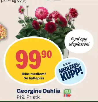 Coop Mega Georgine Dahlia tilbud