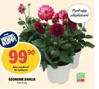 Coop Extra GEORGINE DAHLIA tilbud