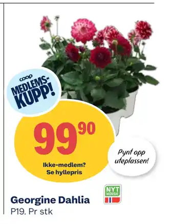 Coop Obs Georgine Dahlia tilbud