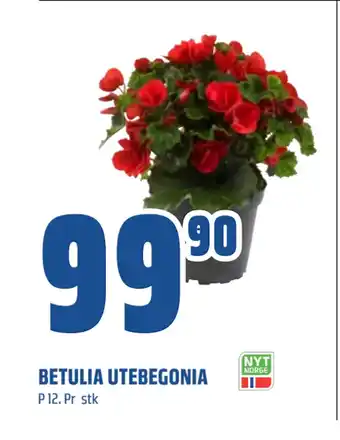 Coop Obs BETULIA UTEBEGONIA tilbud