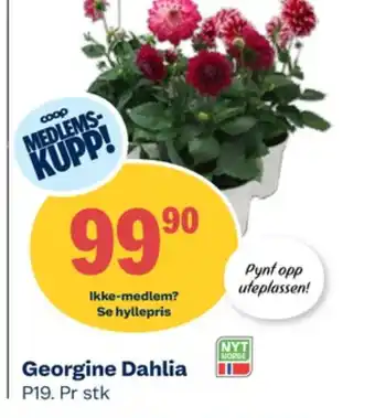 Coop Obs Ukjent plante tilbud