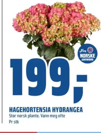 Coop Obs Ukjent plante tilbud