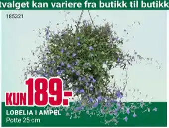 Europris Ukjent plante tilbud