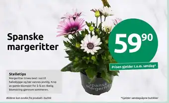 Joker Spanske margeritter tilbud