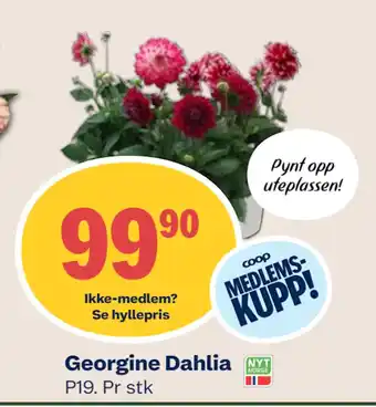 Coop Mega Georgine Dahlia tilbud