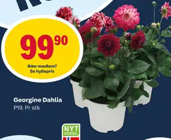 Coop Marked Georgine Dahlia tilbud