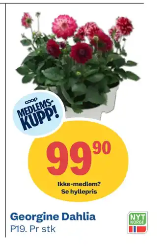 Coop Obs Georgine Dahlia tilbud
