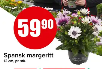 Spar Spansk margeritt tilbud