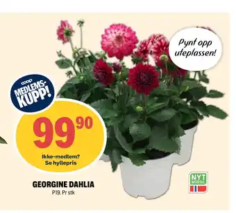 Coop Extra GEORGINE DAHLIA tilbud