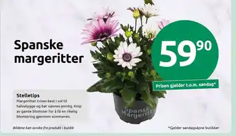 Joker Spanske margeritter tilbud