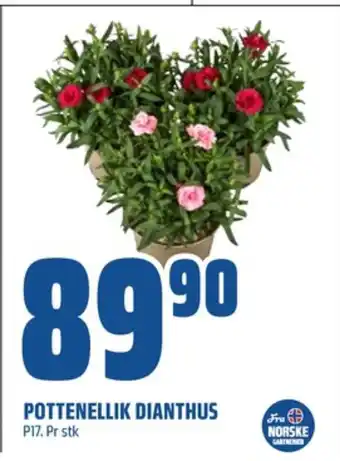 Coop Obs Ukjent plante tilbud