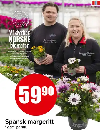 Spar Spansk margeritt tilbud