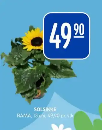 Rema 1000 Bama plante tilbud