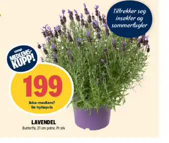 Coop Extra LAVENDEL tilbud