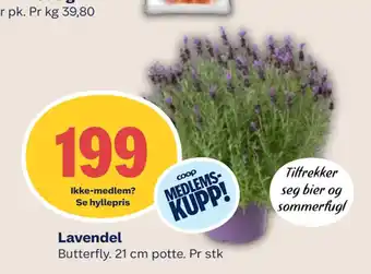 Coop Mega Lavendel tilbud