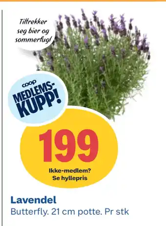 Coop Obs Lavendel tilbud