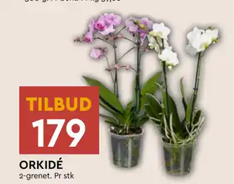 Coop Mega ORKIDÉ tilbud